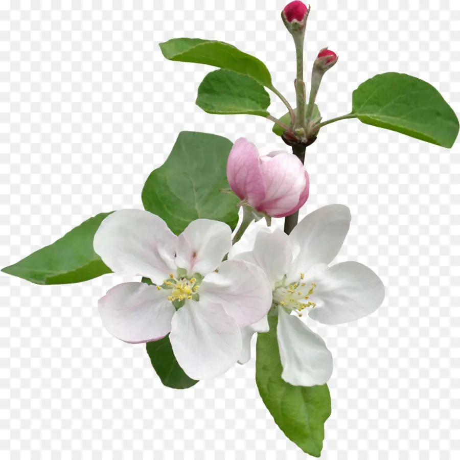 Fleur，Branche PNG