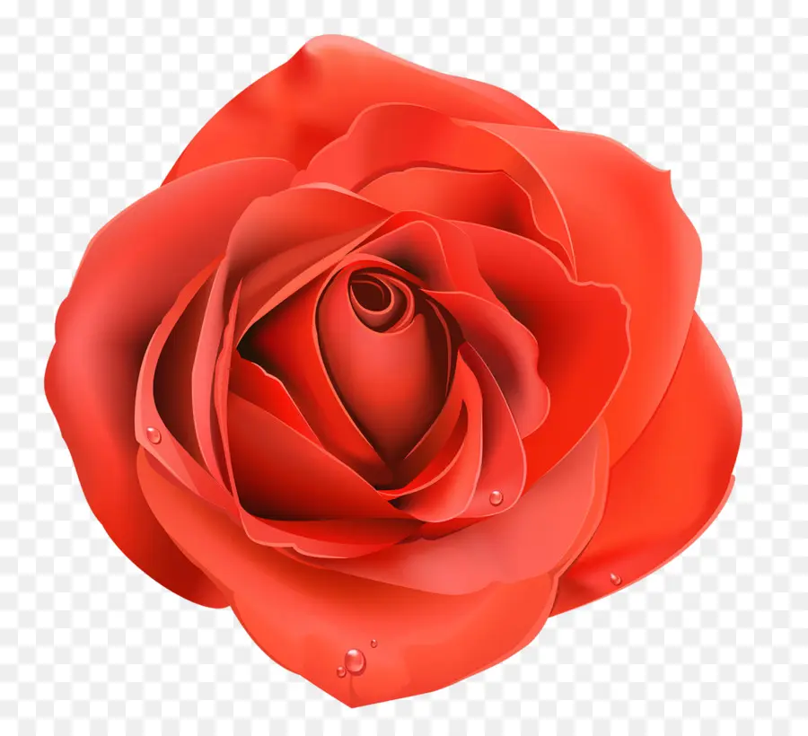 Rose，Floraison PNG