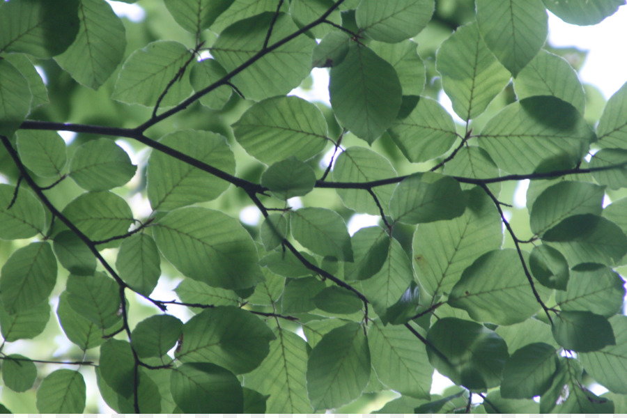 Arbre，Feuille PNG