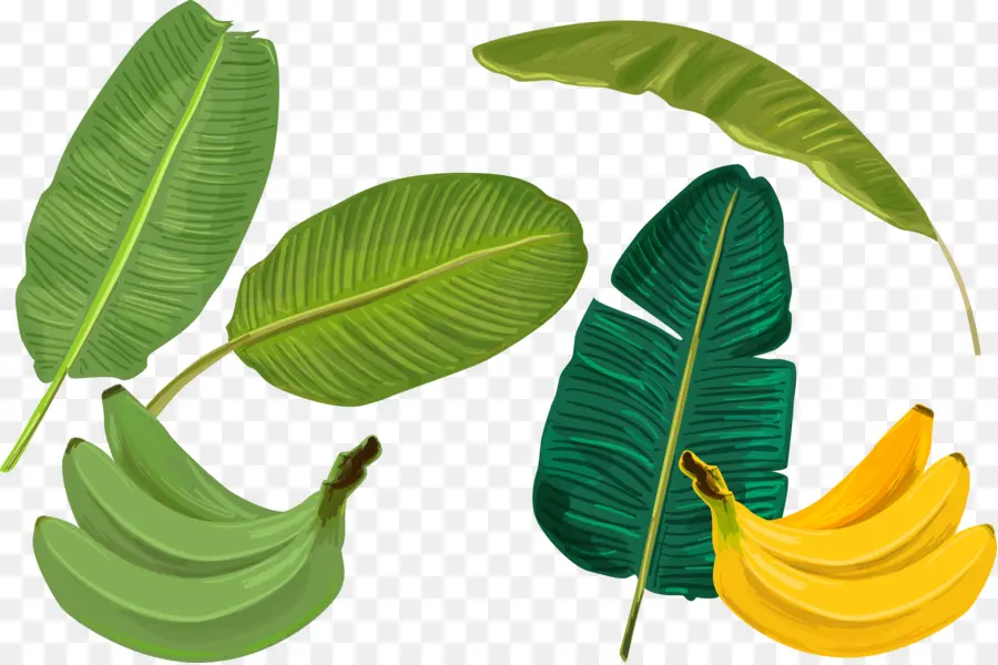 Feuilles De Bananier，Bananes PNG