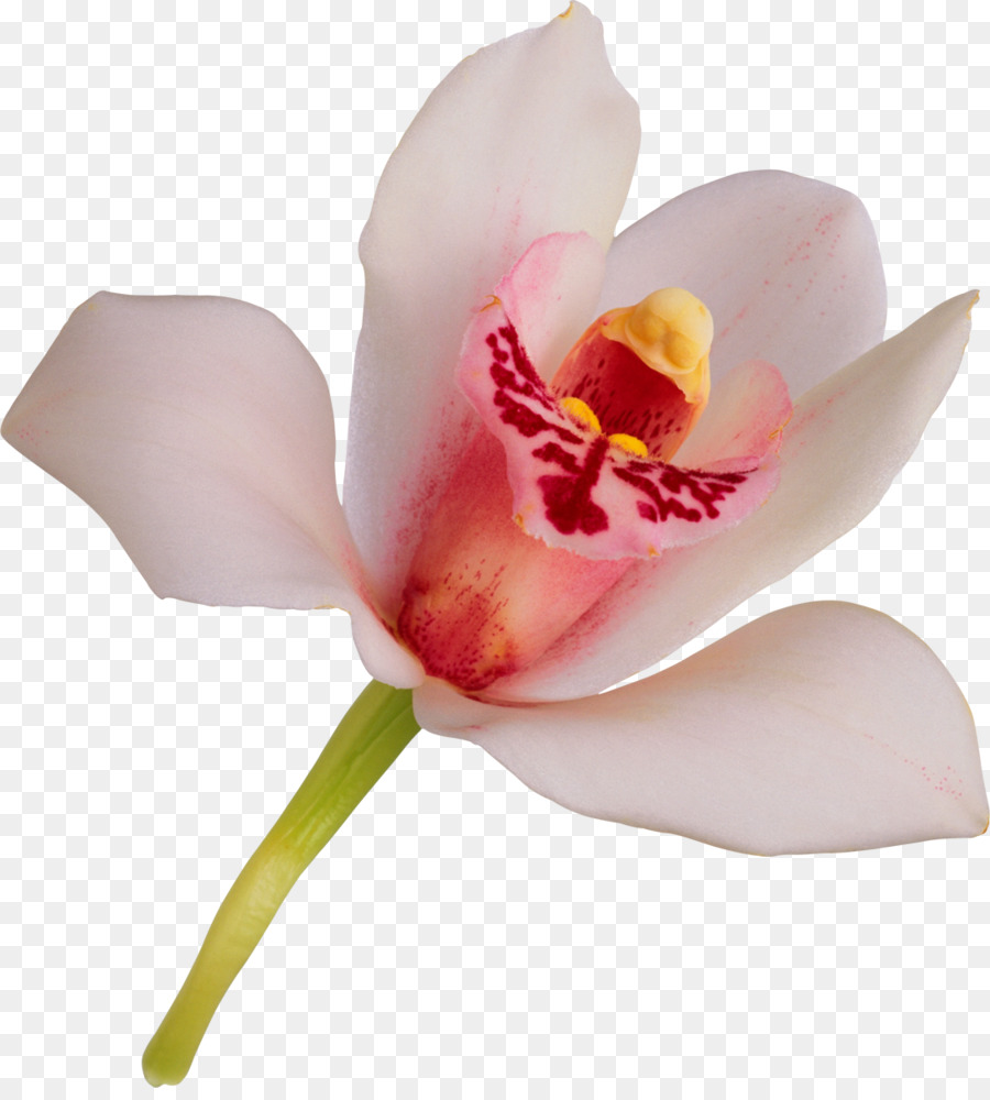 Orchidée Rose，Fleurir PNG