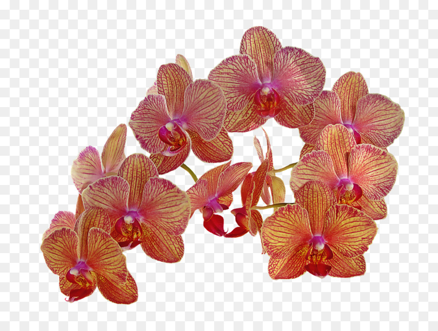 Fleurs D'orchidées，Orchidée PNG