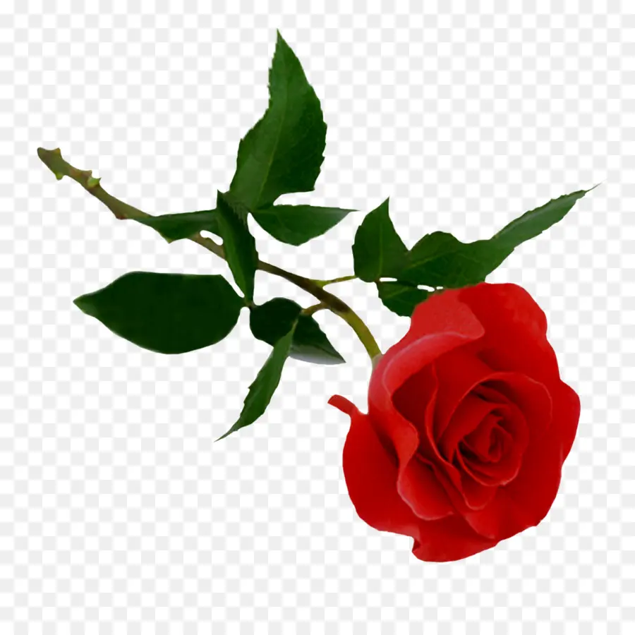 Rose Rose，Fleur PNG