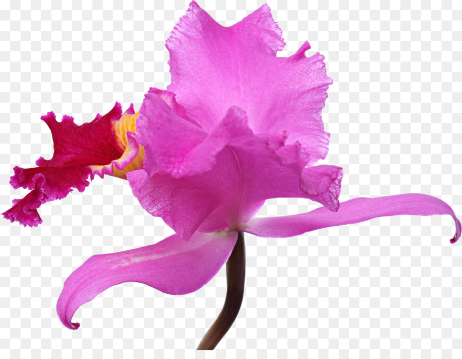 Fleur D'iris，Violet PNG