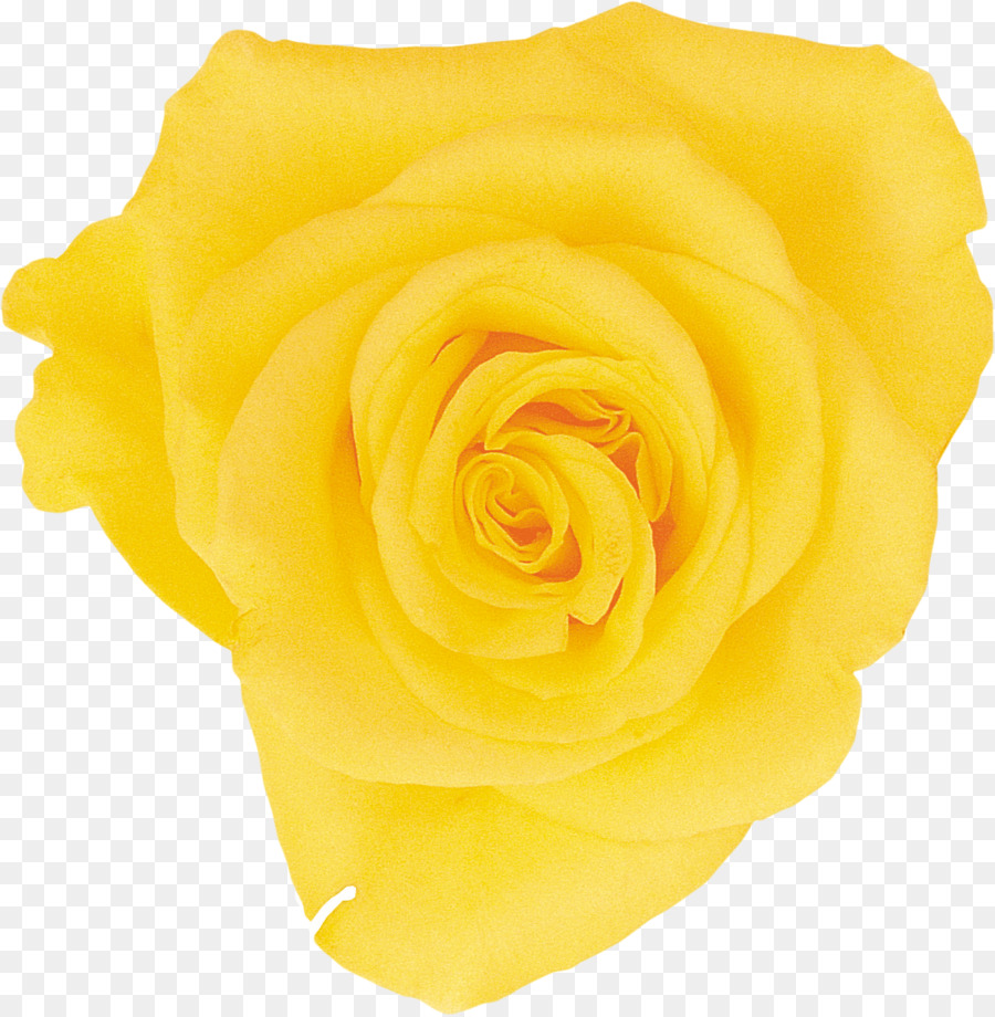 Rose Jaune，Pétales PNG