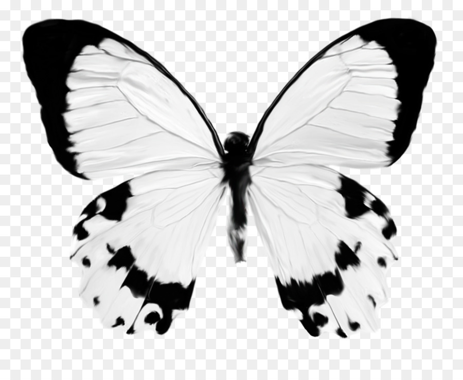 Papillon，Insecte PNG