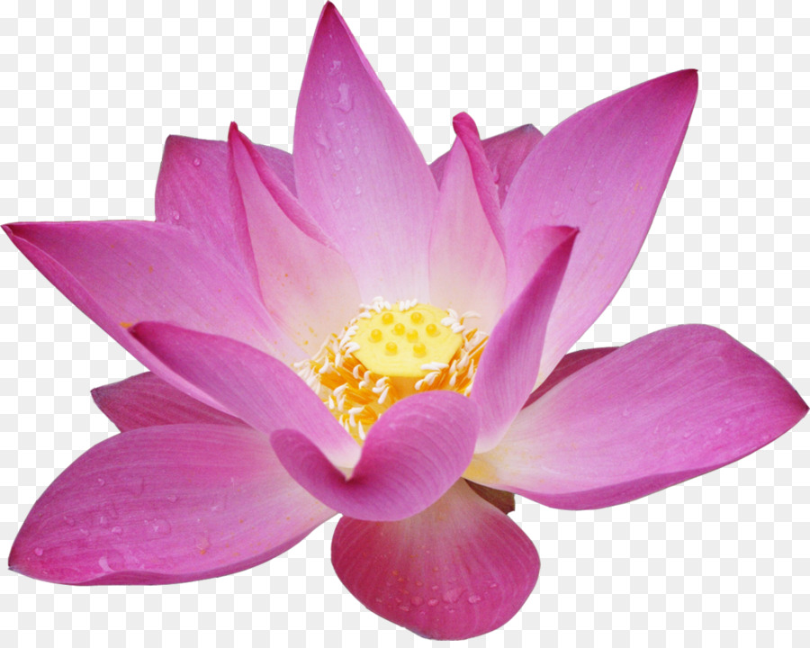 Lotus Rose，Floraison PNG