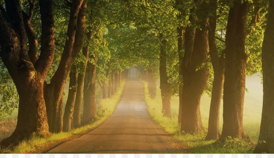 Chemin Bordé D'arbres，Arbres PNG