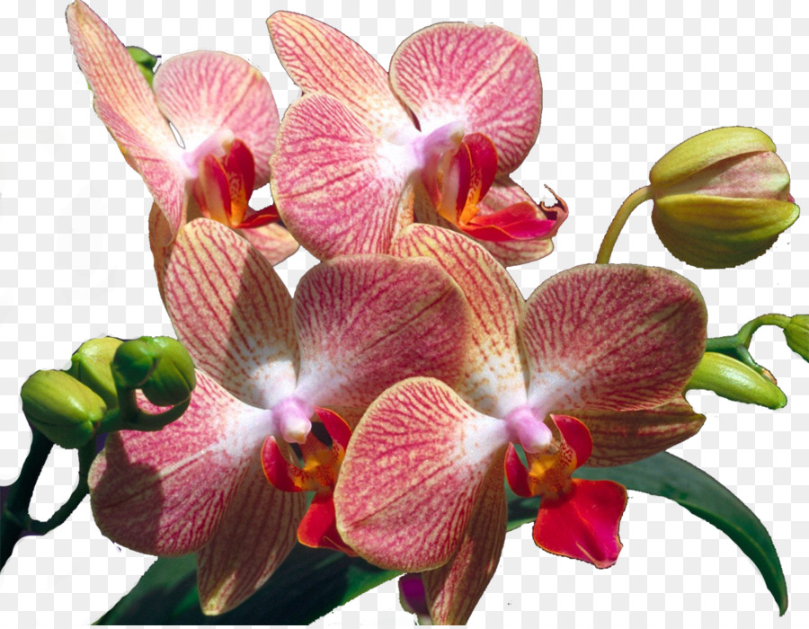 Orchidées Roses，Floraison PNG