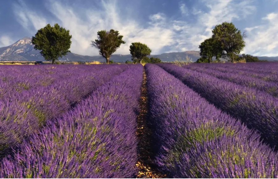 Champ De Lavande，Violet PNG