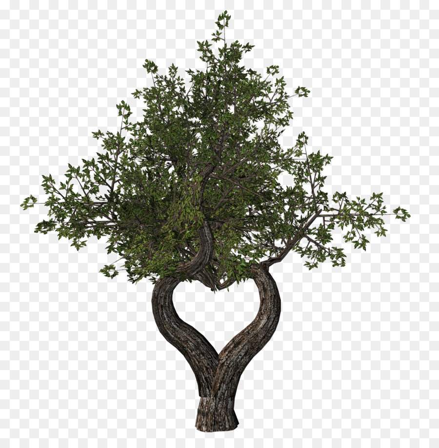 Arbre，Succursales PNG