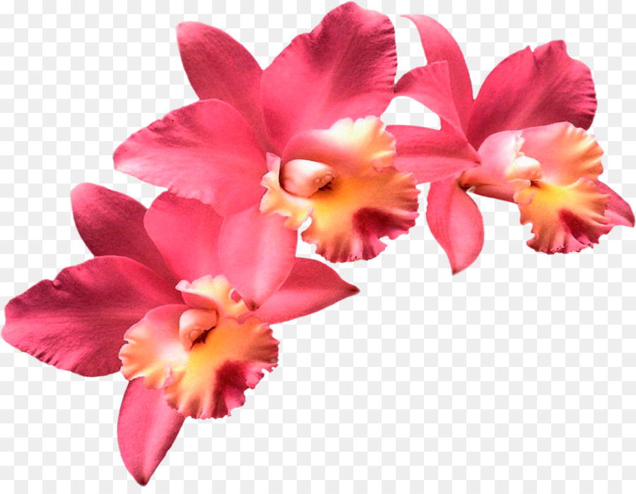 Les Orchid Es Fleur Teigne Des Orchid Es Png Les Orchid Es Fleur Teigne Des Orchid Es