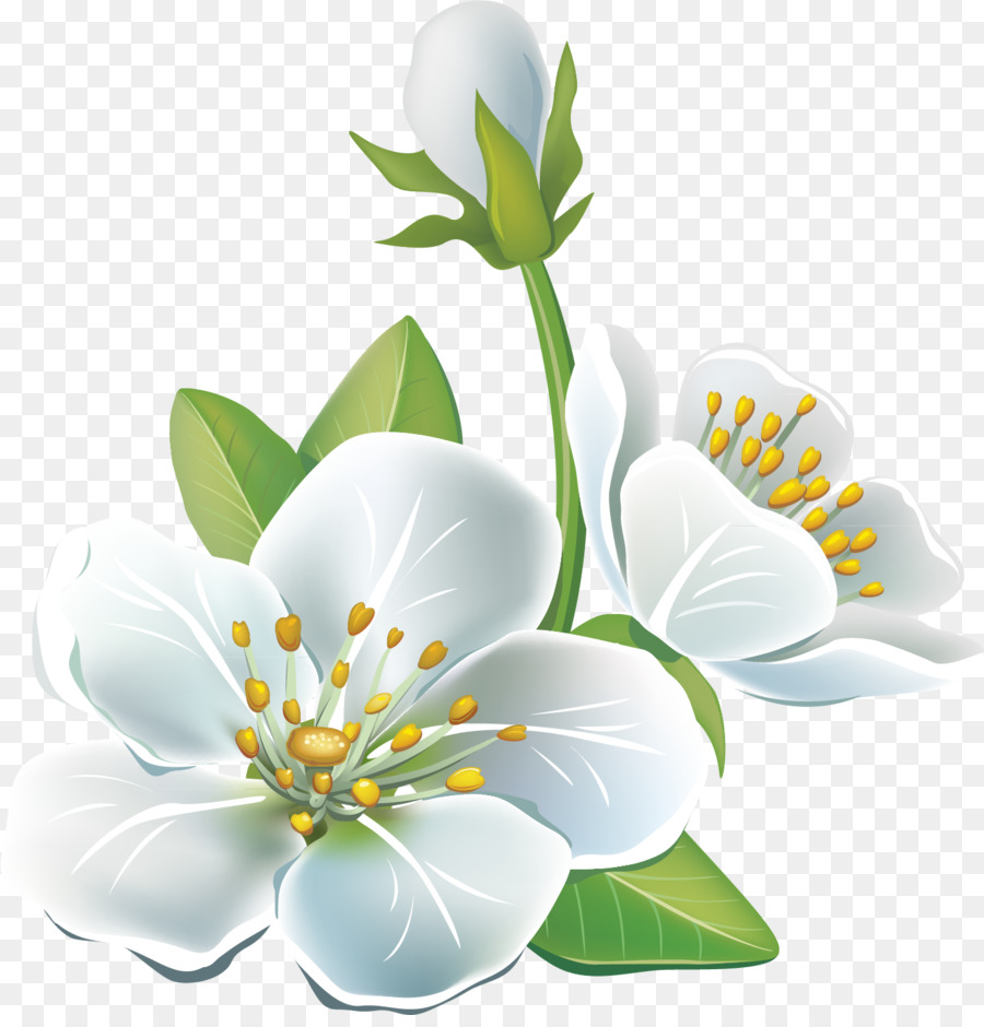 Fleurs Blanches，Fleurir PNG