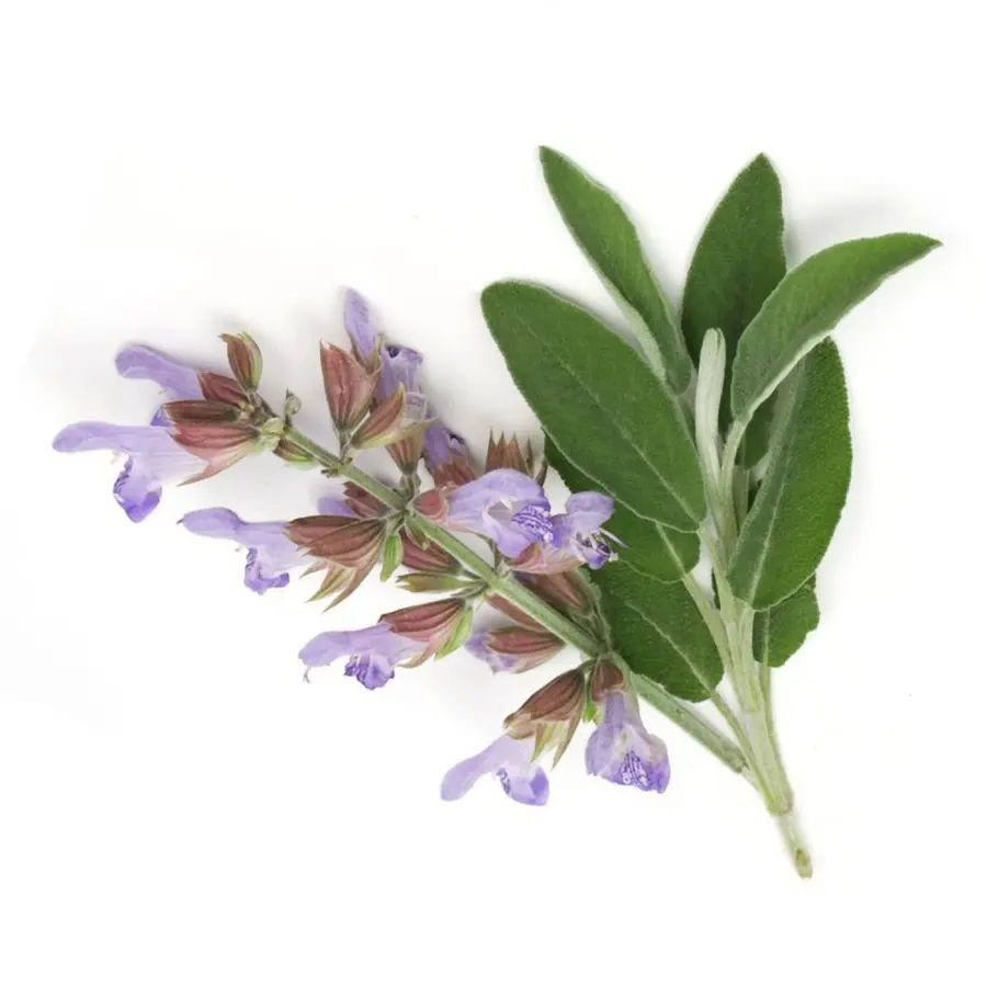 Sage，Feuilles PNG