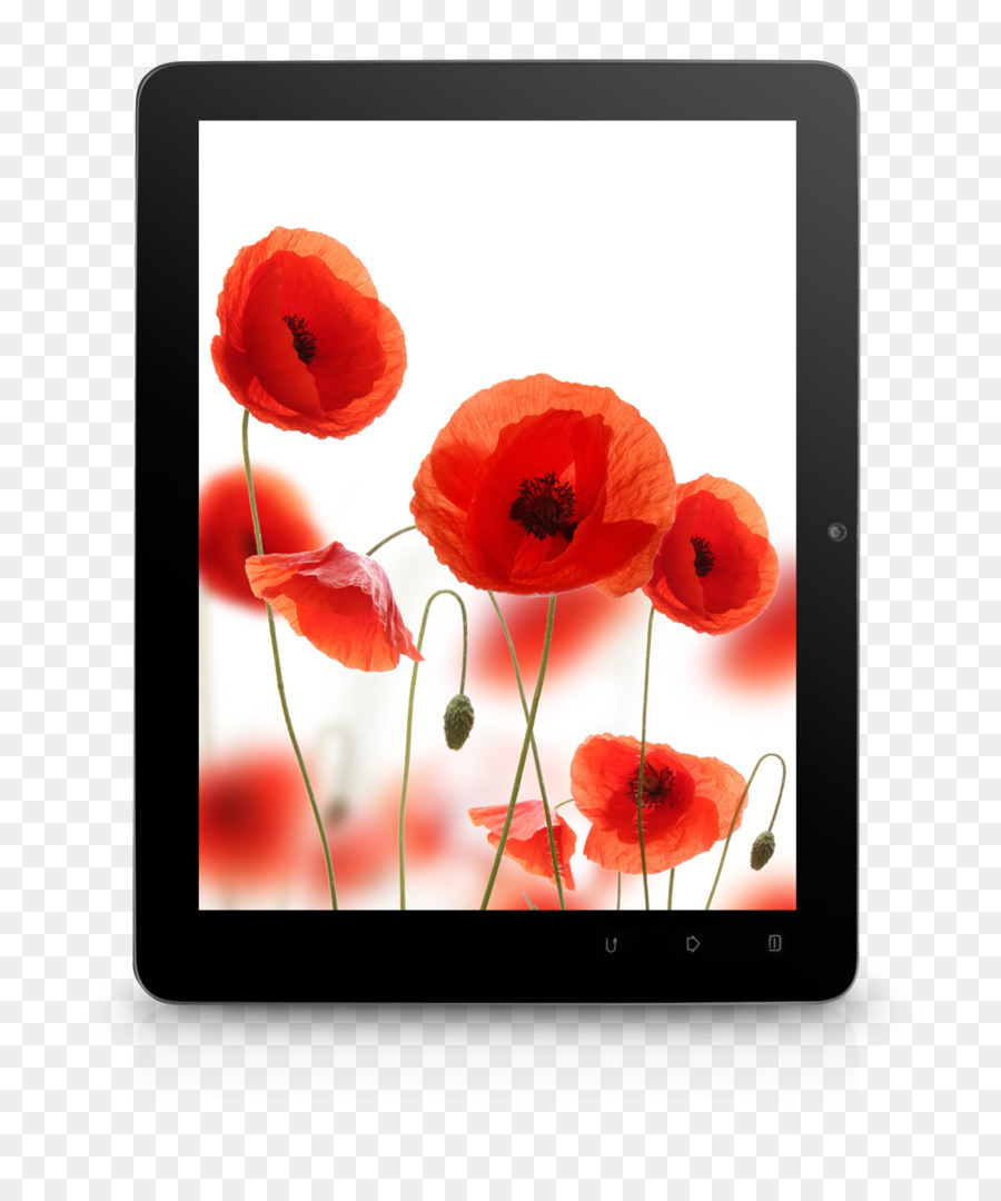 Coquelicots，Comprimé PNG