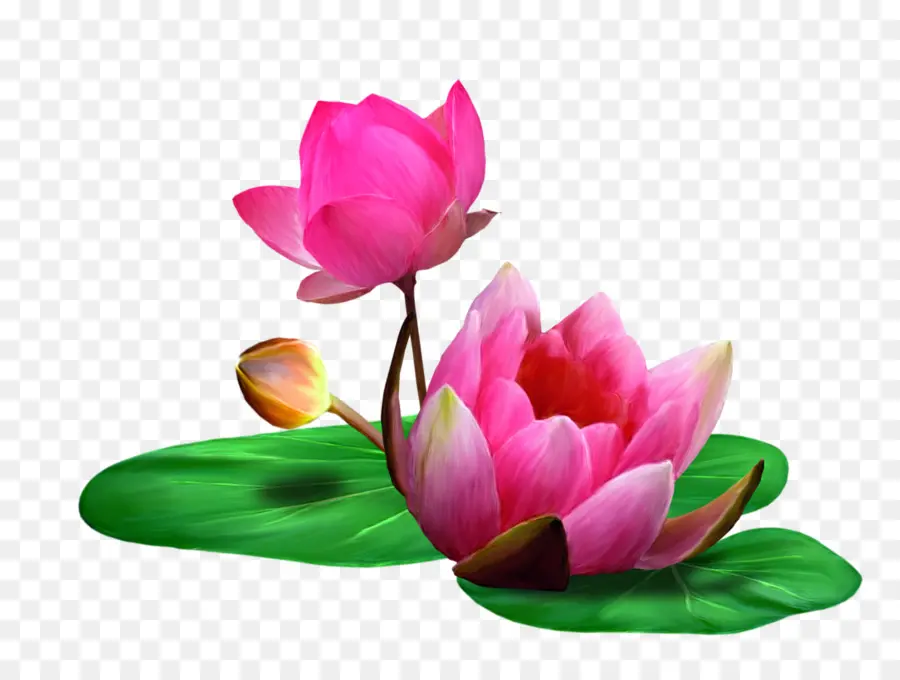 Fleurs De Lotus，Eau PNG