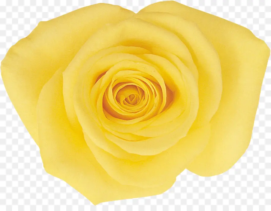 Rose Jaune，Fleurir PNG