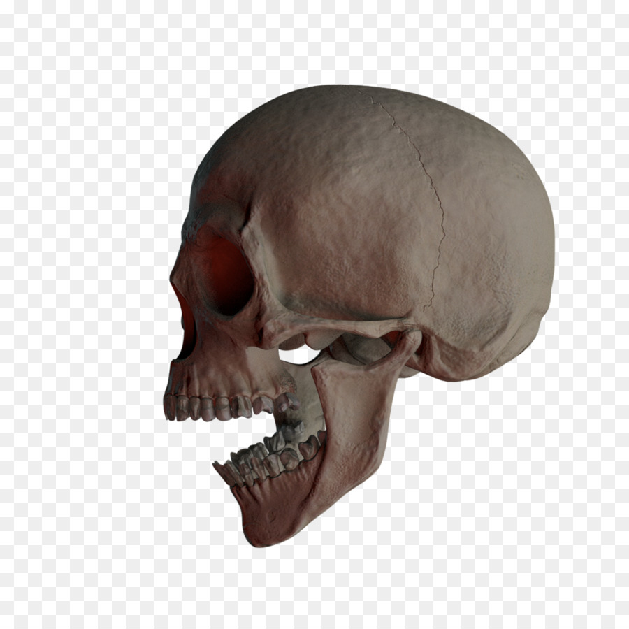 Crâne，Os PNG