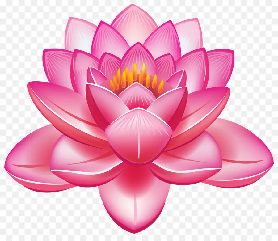 Fleur De Lotus，Floraison PNG