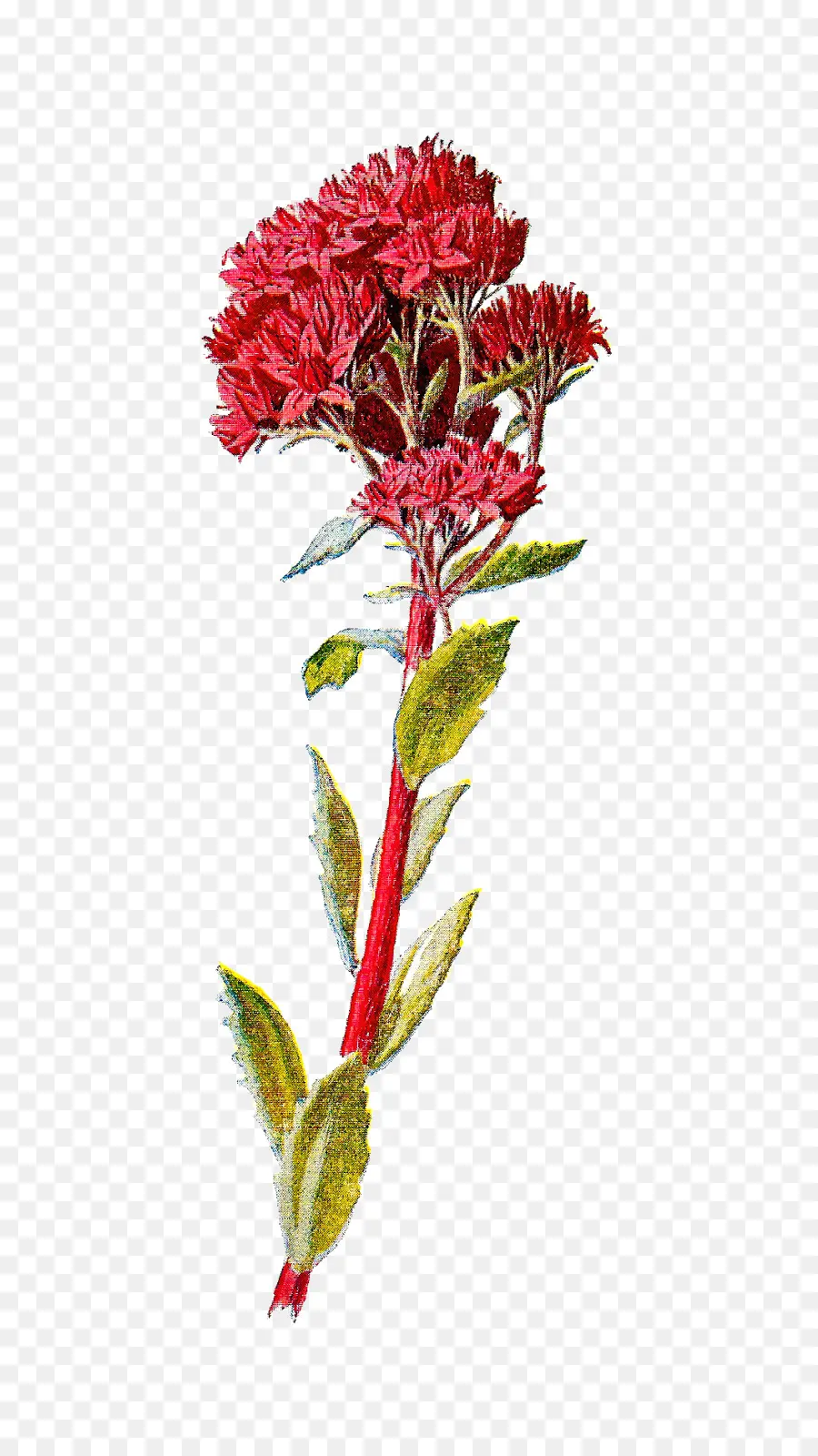 Fleur，Fleur Sauvage PNG