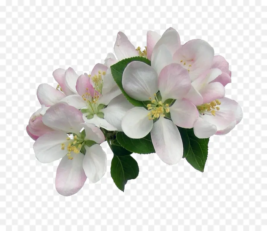 Fleurs Roses，Fleurs PNG