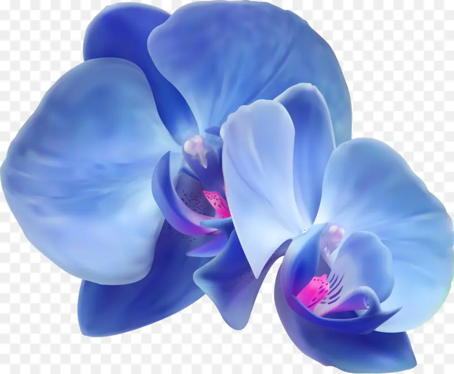 Orchidées，Fleur PNG