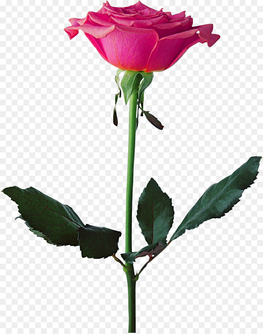 Rose Rose，Floraison PNG