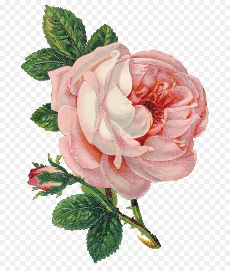 Rose Rose，Floraison PNG