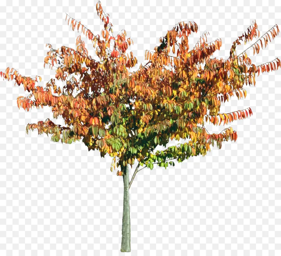 Arbre D'automne，Feuilles PNG