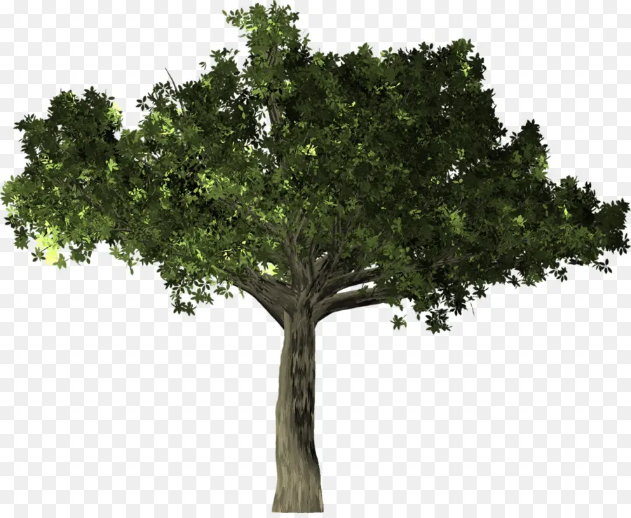 Arbre Vert，Nature PNG