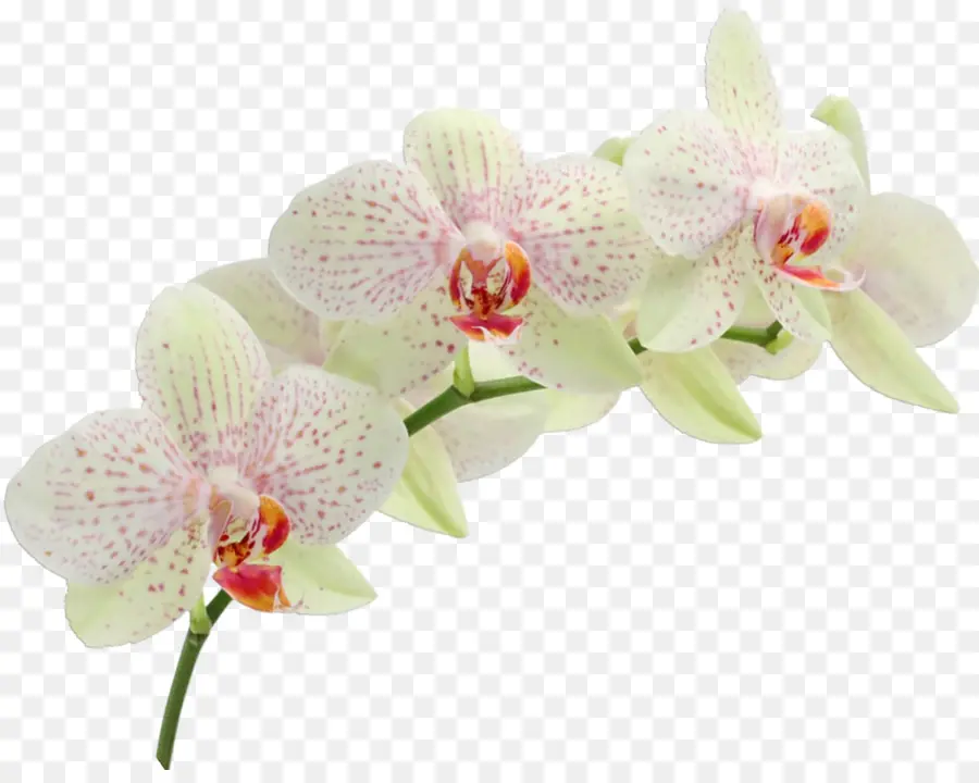 Invitation De Mariage，Les Orchidées PNG