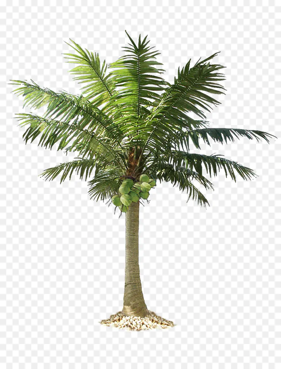 Arecaceae，Arbre PNG