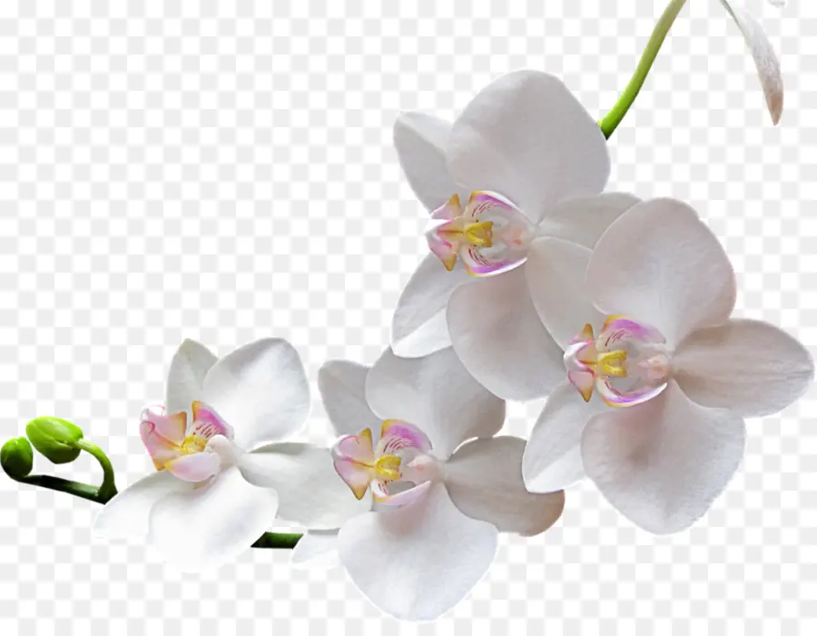 Orchidée，Floraison PNG