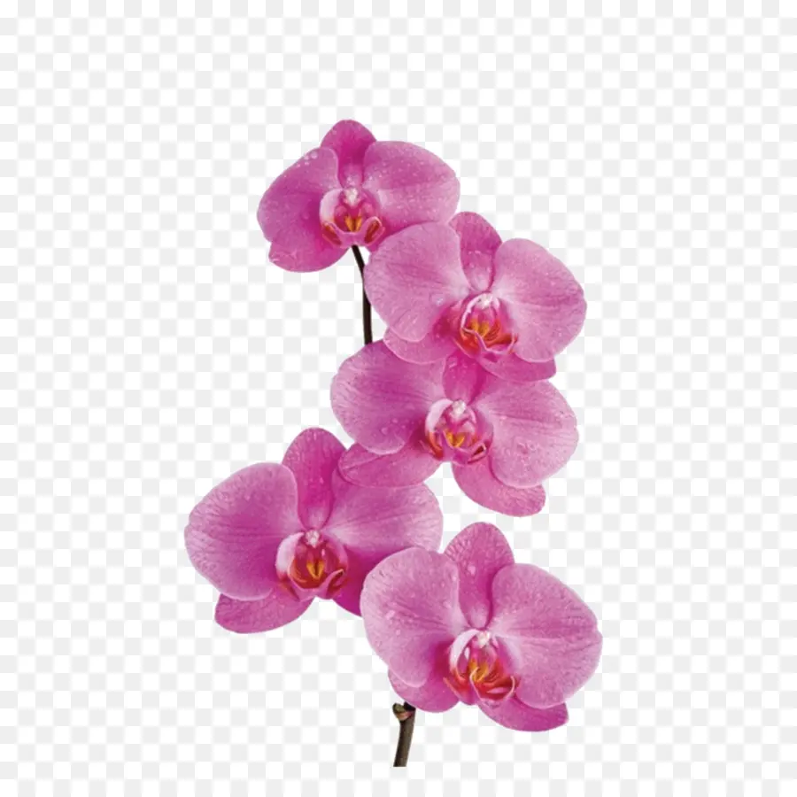 Orchidées，Fleurs PNG