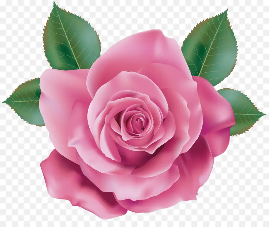 Rose，Fleurs Roses PNG