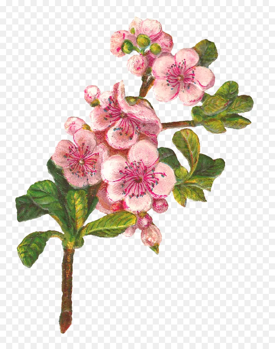 Fleur，La Botanique PNG