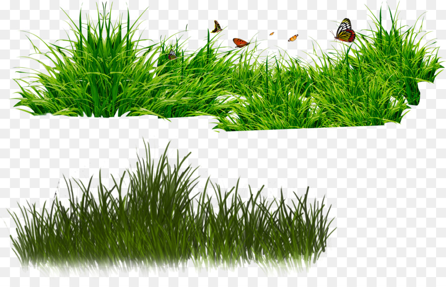 Herbe，Papillons PNG