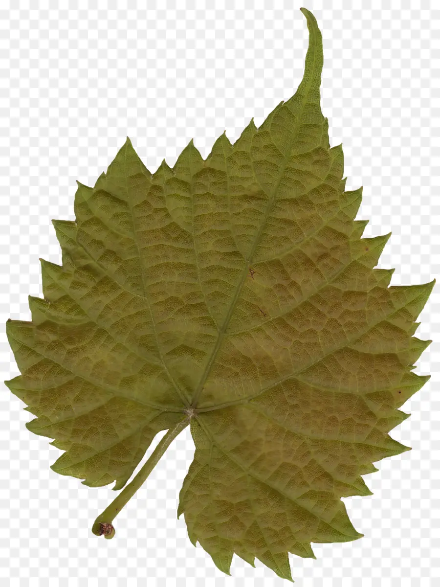 Feuille Verte，Usine PNG