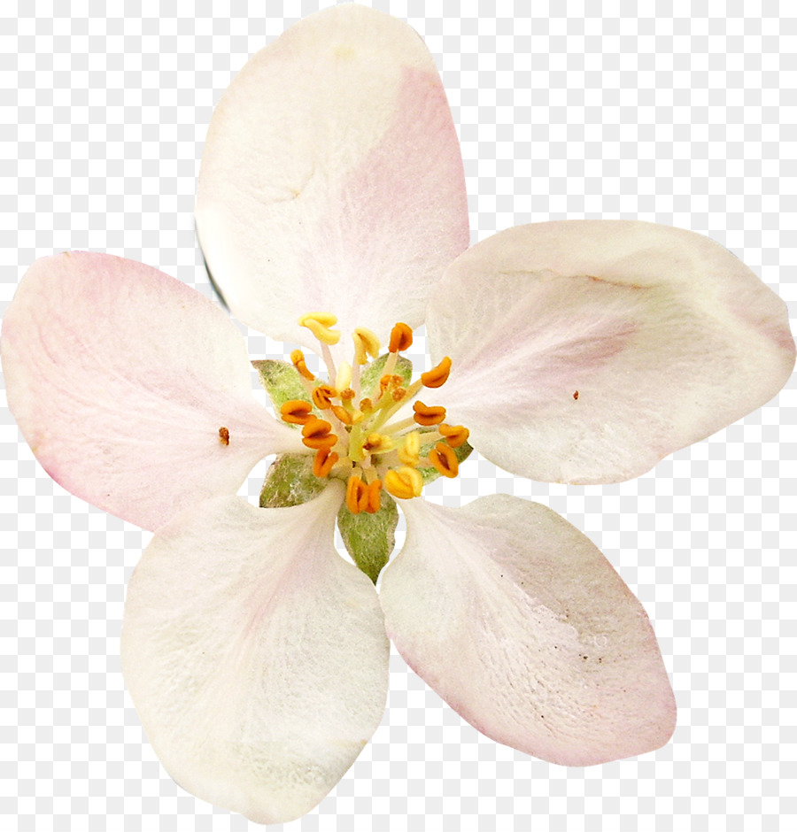 Fleur，Fleurir PNG