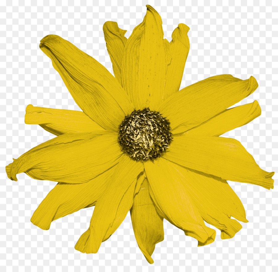 Fleur，Jaune PNG