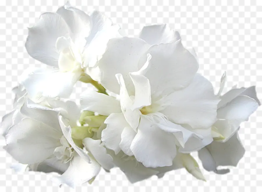 Fleurs Blanches，Fleurir PNG