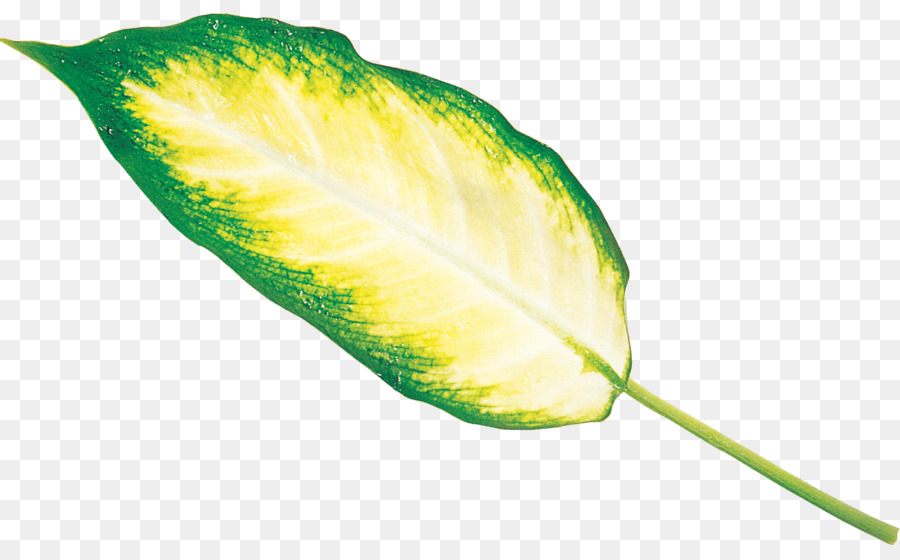 Feuilles D'or，Nature PNG