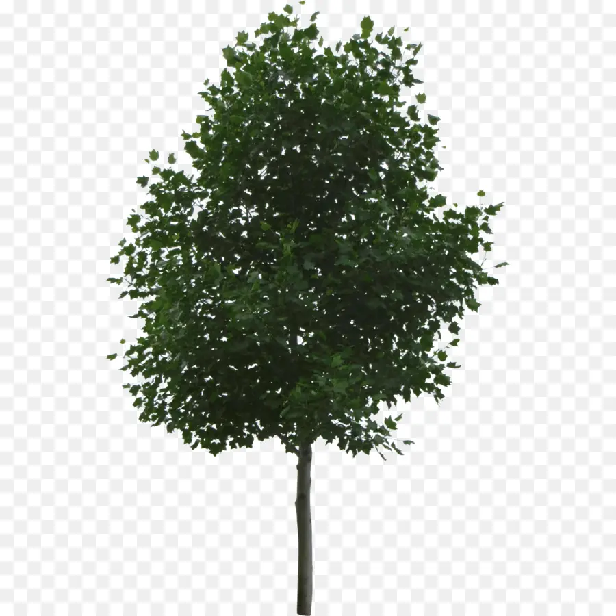 Arbre，Feuilles PNG