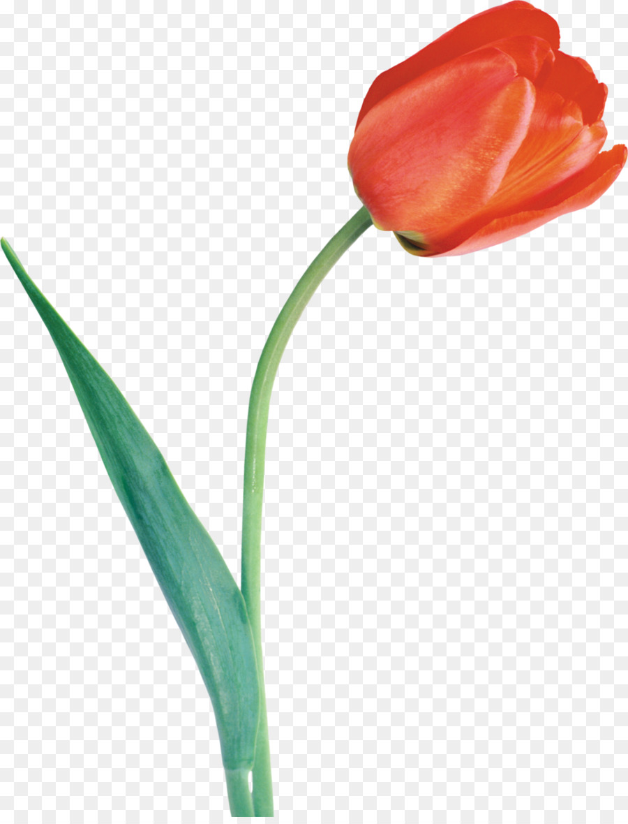 Tulipe，Usine PNG