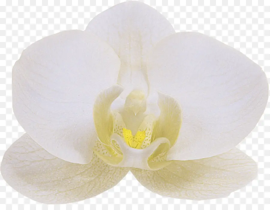 Orchidée，Floraison PNG