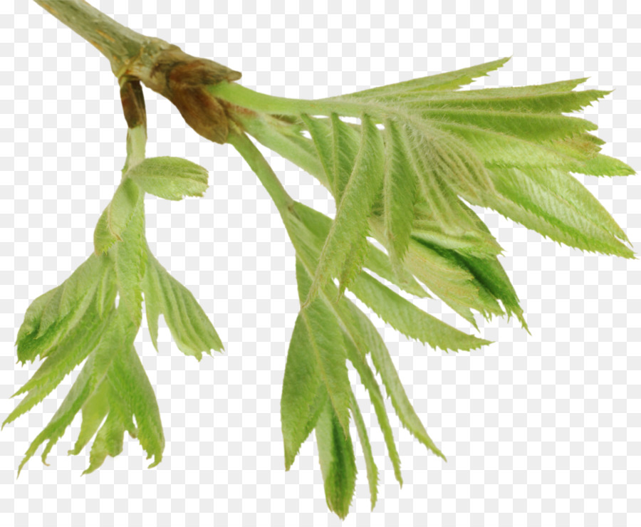 Feuille，Branche PNG