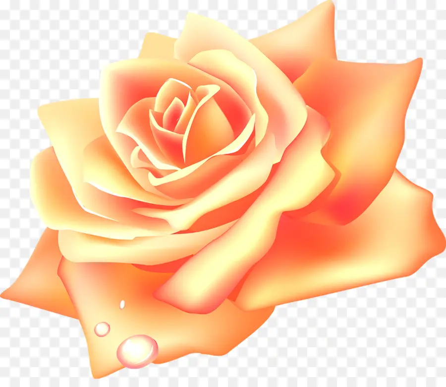 Rose Jaune，Floraison PNG