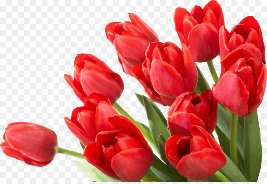 Tulipes，Rouge PNG