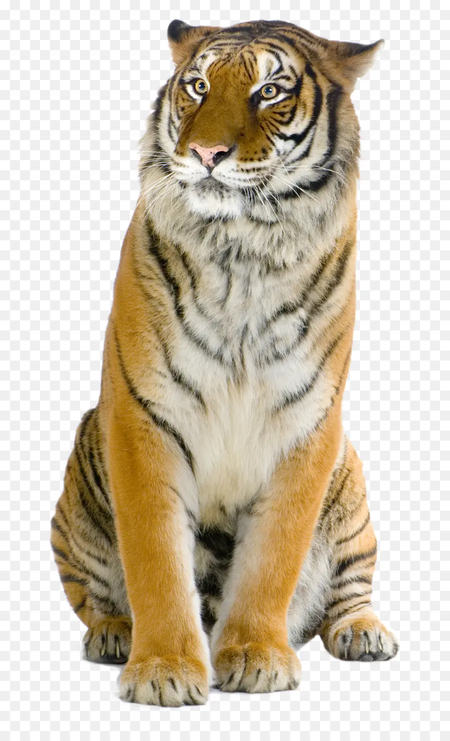 Tigre，Rayé PNG