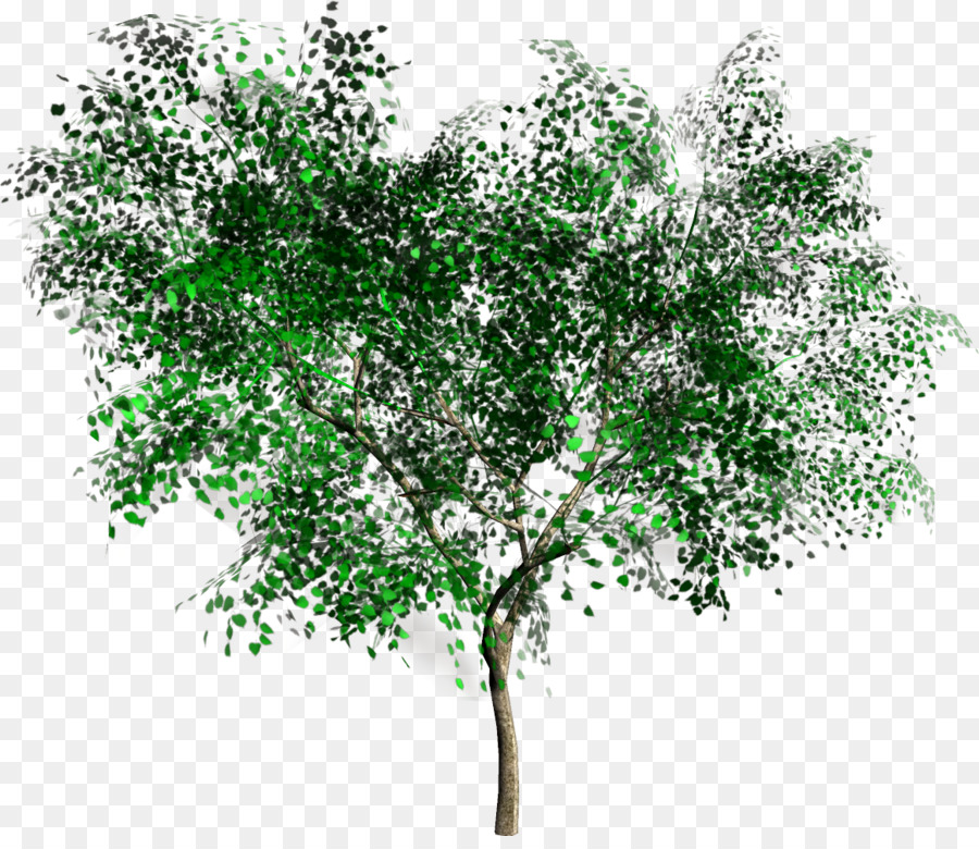 Arbre，Le Rendu PNG